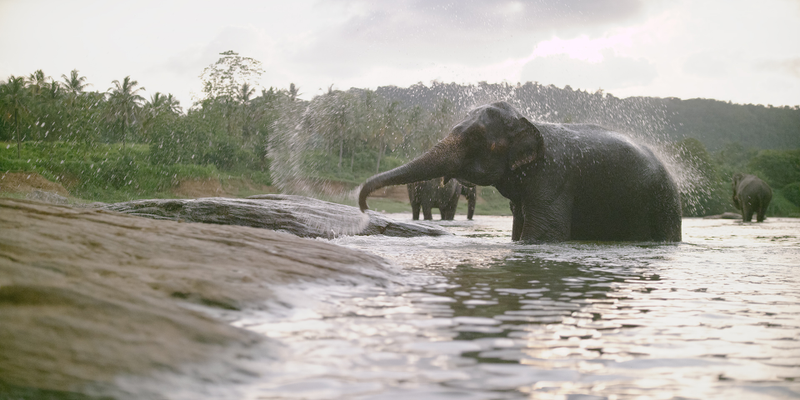 Illustration for article titled These Frames Shot With the New 6K RED Dragon Camera Are Stunning